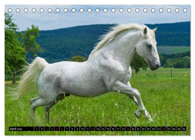Produktbild: Traumpferd Lipizzaner (Tischkalender 2026 DIN A5 quer), CALVENDO Monatskalender