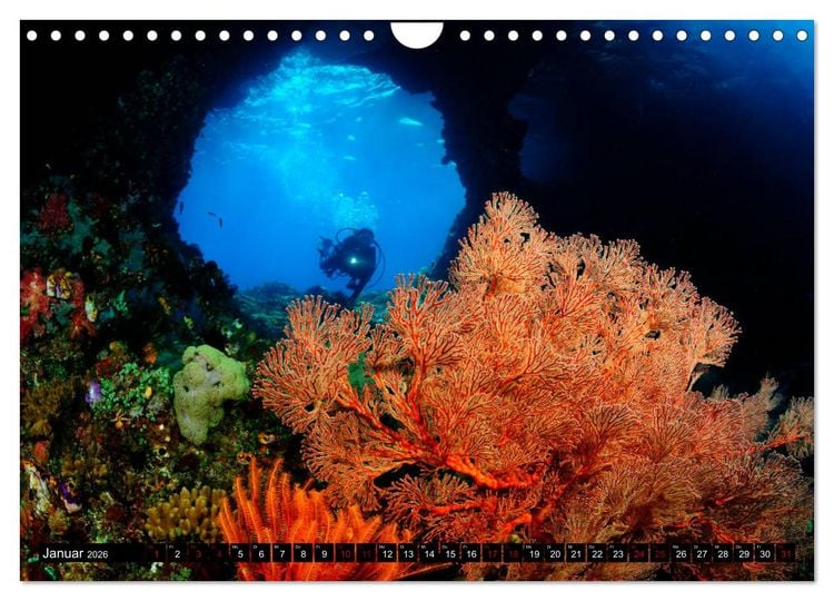 Produktbild: Raja Ampat - Faszinierende Unterwasserwelt (Wandkalender 2026 DIN A4 quer), CALVENDO Monatskalender