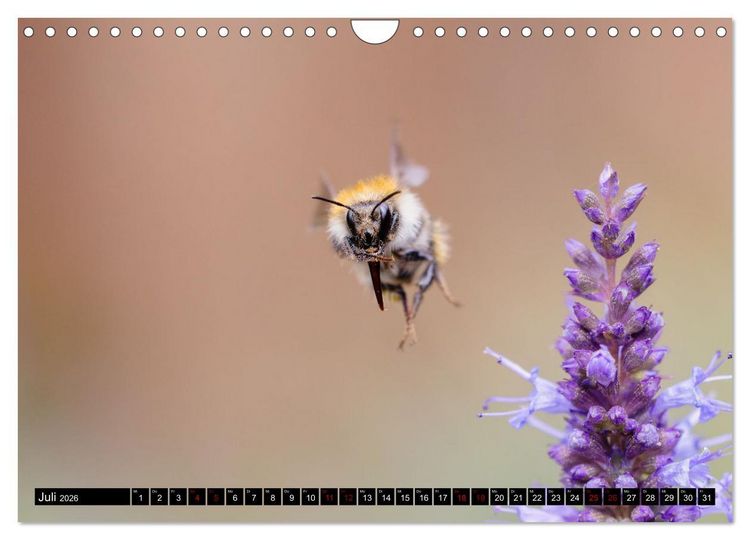Produktbild: Hummeln - Flugaufnahmen eines faszinierenden Insekts (Wandkalender 2026 DIN A4 quer), CALVENDO Monatskalender