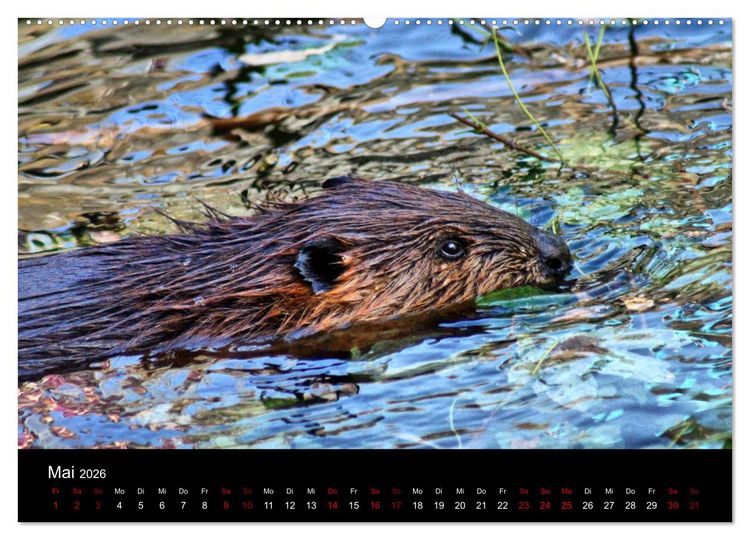 Produktbild: Das Leben der Biber (hochwertiger Premium Wandkalender 2026 DIN A2 quer), Kunstdruck in Hochglanz