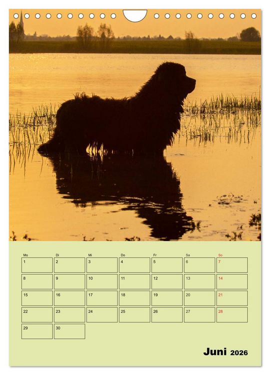 Produktbild: B&auml;rige Freunde - Familienplaner Brauner Neufundl&auml;nder (Wandkalender 2026 DIN A4 hoch), CALVENDO Monatskalender