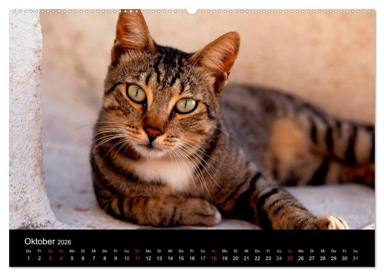 Produktbild: Katzen (hochwertiger Premium Wandkalender 2026 DIN A2 quer), Kunstdruck in Hochglanz