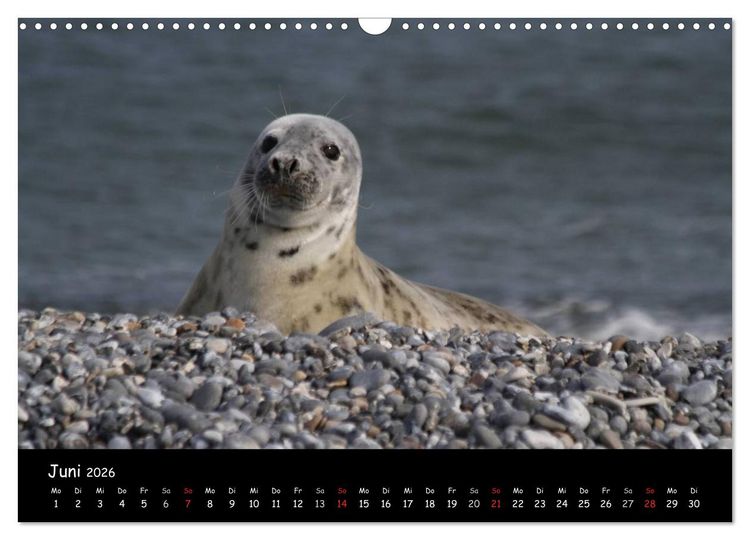 Produktbild: Kegelrobben und Seehunde (Wandkalender 2026 DIN A3 quer), CALVENDO Monatskalender