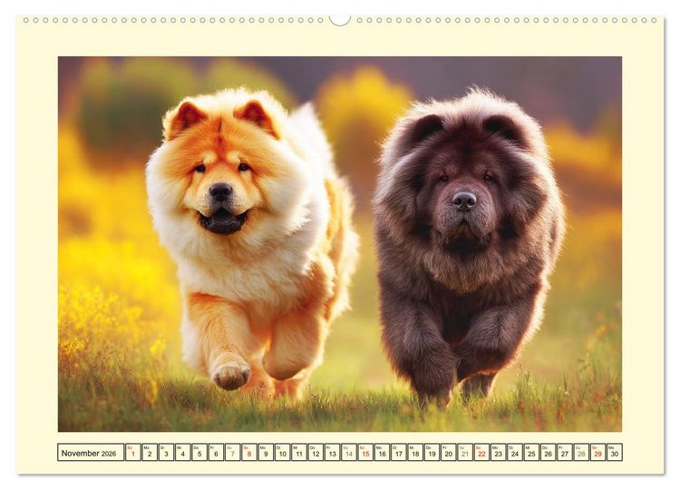 Produktbild: Chow Chow Momente. Fellpoesie aus dem Reich der Mitte (hochwertiger Premium Wandkalender 2026 DIN A2 quer), Kunstdruck in Hochglanz