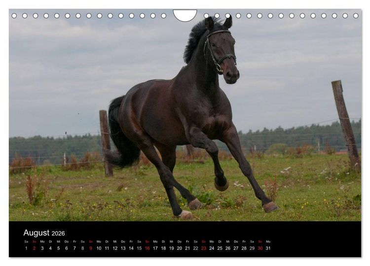 Produktbild: Pferdekalender (Wandkalender 2026 DIN A4 quer), CALVENDO Monatskalender