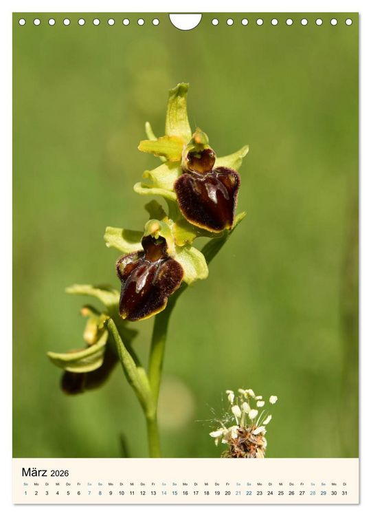 Produktbild: Einheimische Orchideen (Wandkalender 2026 DIN A4 hoch), CALVENDO Monatskalender