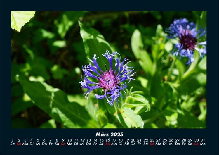 Produktbild: Blumenkalender 2025 Fotokalender DIN A4