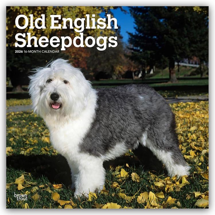 Produktbild: Old English Sheepdog – Bobtail – Altenglischer Schäferhund 2026 – 16-Monatskalender