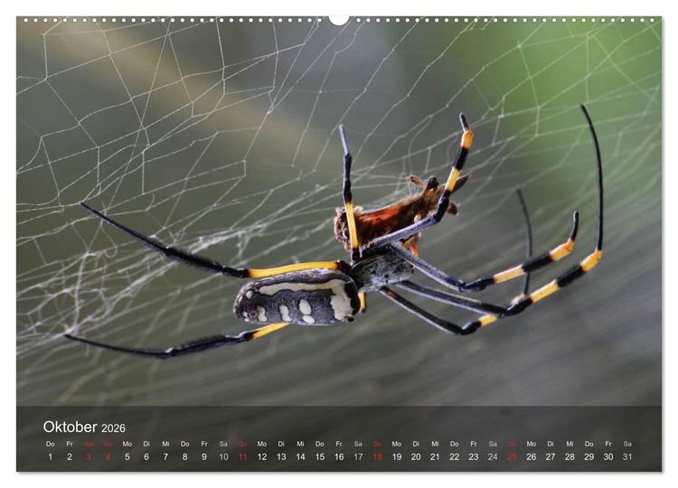 Produktbild: Faszination Spinnen (Wandkalender 2026 DIN A2 quer), CALVENDO Monatskalender