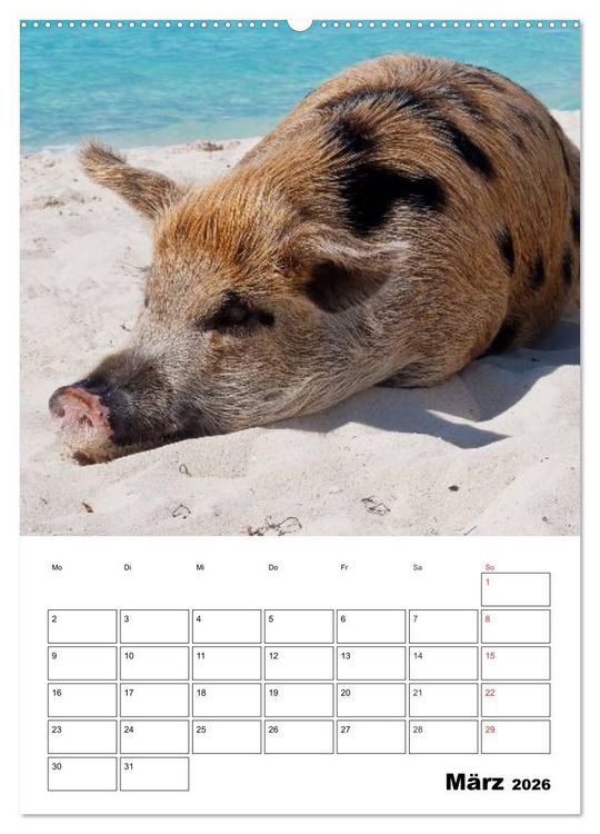 Produktbild: Schweine auf den Bahamas! (hochwertiger Premium Wandkalender 2026 DIN A2 hoch), Kunstdruck in Hochglanz