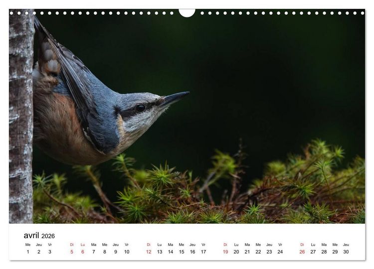 Produktbild: Oiseaux de nos villages en G&acirc;tinais (Calendrier mural 2026 DIN A3 vertical), CALVENDO calendrier mensuel