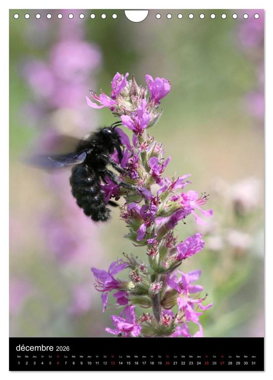 Produktbild: Les abeilles et bourdons de Provence (Calendrier mural 2026 DIN A4 horizontal), CALVENDO calendrier mensuel