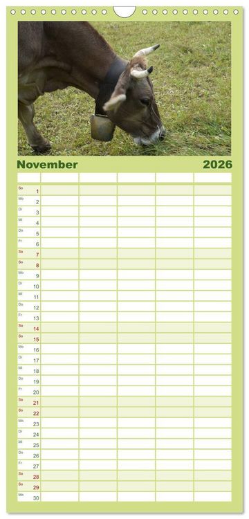 Produktbild: Familienplaner 2026 - K&uuml;he mit H&ouml;rnern mit 5 Spalten (Wandkalender, 21 x 45 cm) CALVENDO