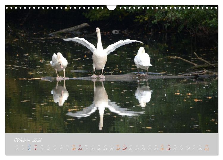 Produktbild: Schwanenfamilie, vom Ei bis zum Fliegen. (Wandkalender 2026 DIN A3 quer), CALVENDO Monatskalender
