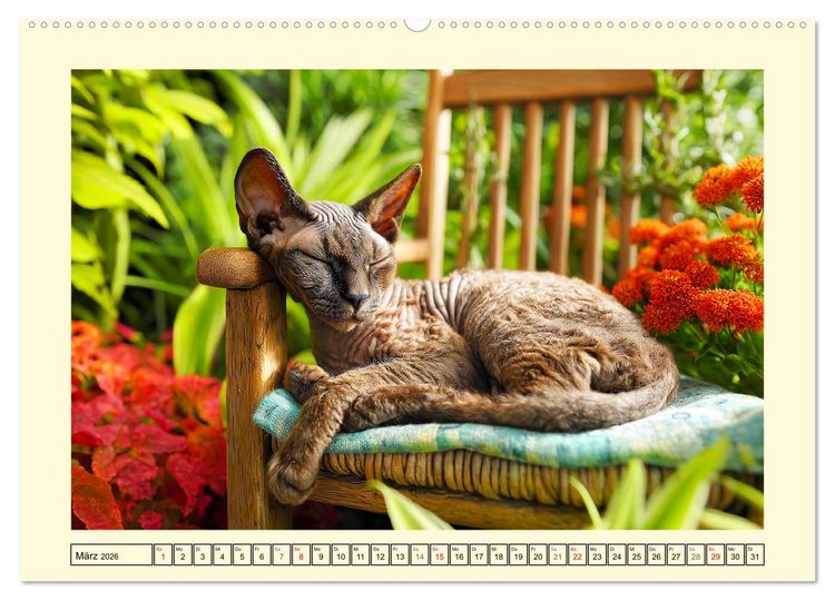 Produktbild: Devon Rex Katzen. Der aufgeweckte Kobold im Garten (hochwertiger Premium Wandkalender 2026 DIN A2 quer), Kunstdruck in Hochglanz