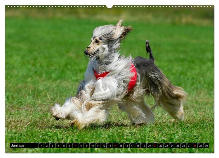 Produktbild: Kinder des Windes - Afghanischer Windhund (Wandkalender 2026 DIN A2 quer), CALVENDO Monatskalender
