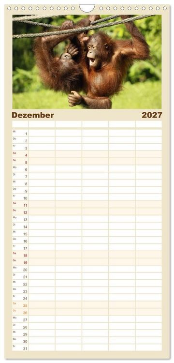 Produktbild: Familienplaner 2027 - Waldmenschen - Orang Utans auf Borneo mit 5 Spalten (Wandkalender, 21 x 45 cm) CALVENDO