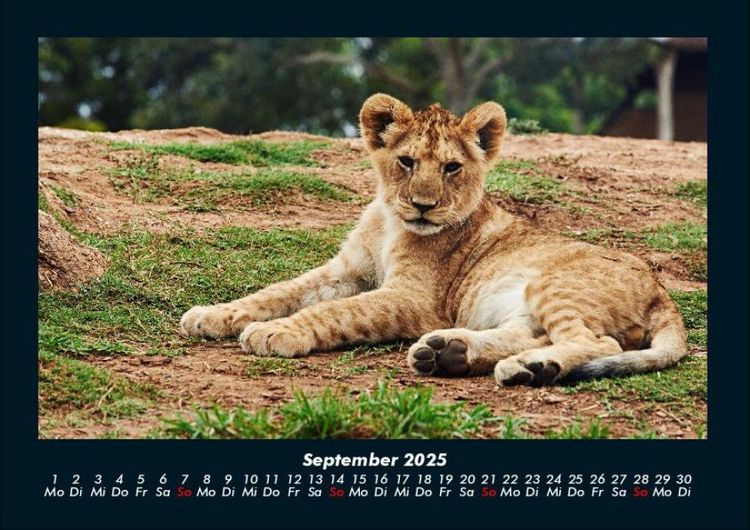 Produktbild: L&ouml;wen in der Wildnis 2025 Fotokalender DIN A4