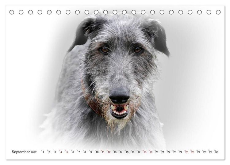 Produktbild: Windhund Portrait 2027 White Edition (Tischkalender 2027 DIN A5 quer), CALVENDO Monatskalender