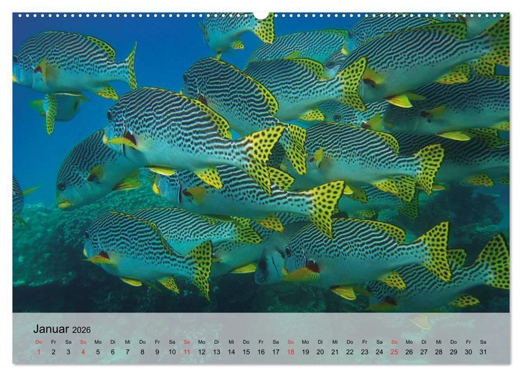 Produktbild: In der Meerestiefe. Fische und Korallen im ewigen Blau (hochwertiger Premium Wandkalender 2026 DIN A2 quer), Kunstdruck in Hochglanz