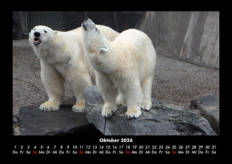 Produktbild: Tiere in der Wildnis 2026 Fotokalender DIN A3