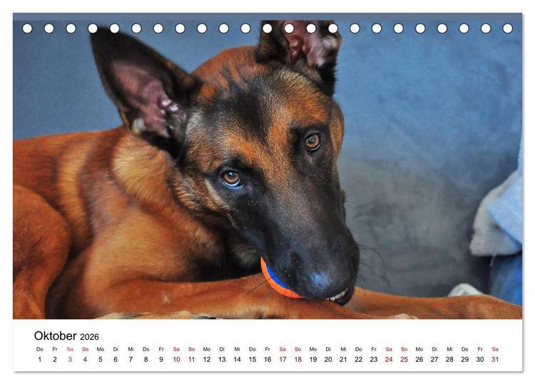 Produktbild: Malinois - Wahnsinn auf vier Pfoten (Tischkalender 2026 DIN A5 quer), CALVENDO Monatskalender