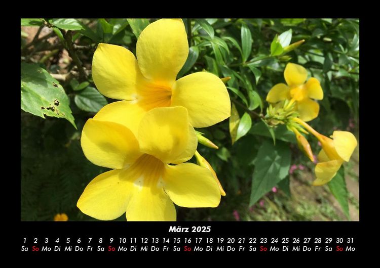 Produktbild: Blumenkalender 2025 Fotokalender DIN A3