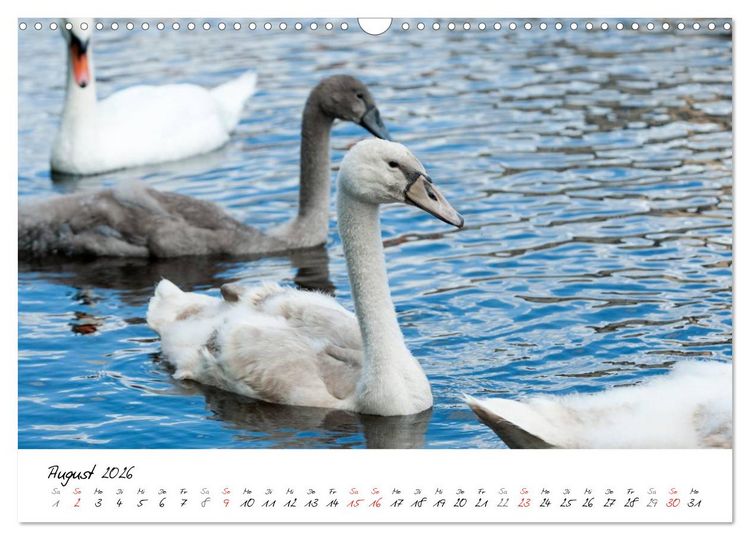 Produktbild: Vom K&uuml;ken zum Schwan (Wandkalender 2026 DIN A3 quer), CALVENDO Monatskalender