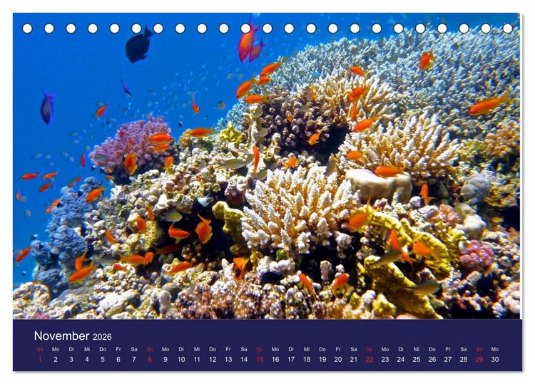 Produktbild: Wunderwelt Korallenriffe (Tischkalender 2026 DIN A5 quer), CALVENDO Monatskalender