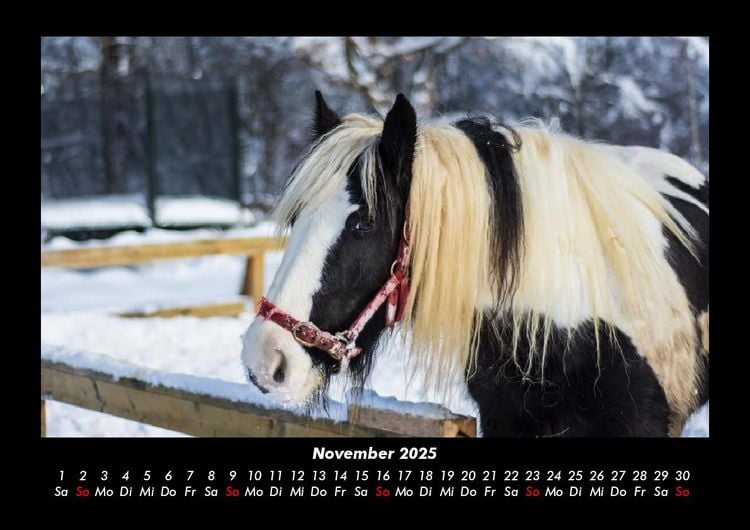 Produktbild: Pferdetraum 2025 Fotokalender DIN A3