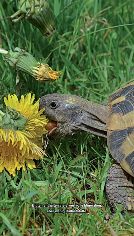 Produktbild: Landschildkr&ouml;ten-Futterpflanzen