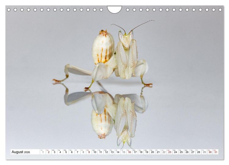 Produktbild: Queens of the Insect World (Wall Calendar 2026 DIN A4 landscape), CALVENDO 12 Month Wall Calendar