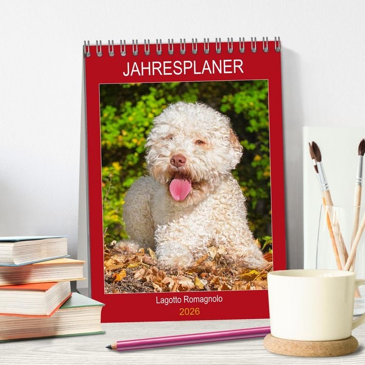 Produktbild: Jahresplaner Lagotto Romagnolo (Tischkalender 2026 DIN A5 hoch), CALVENDO Monatskalender