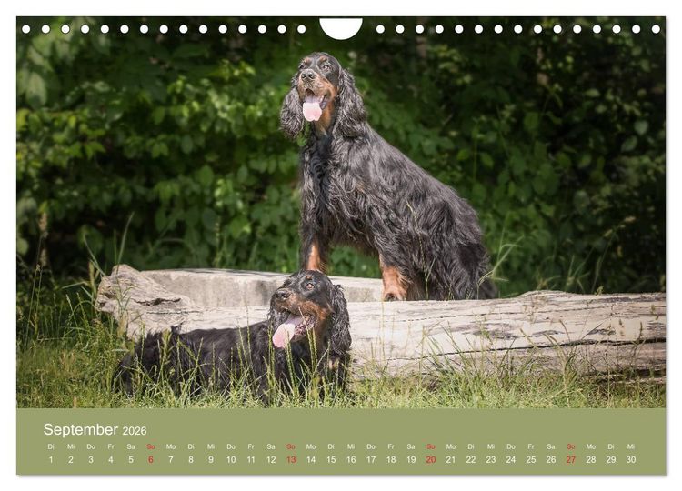 Produktbild: Setter - Geliebter Freund und Jagdkamerad (Wandkalender 2026 DIN A4 quer), CALVENDO Monatskalender