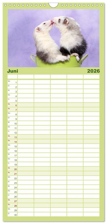 Produktbild: Familienplaner 2026 - Frettchen - Ferrets mit 5 Spalten (Wandkalender, 21 x 45 cm) CALVENDO