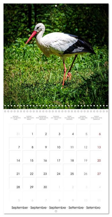 Produktbild: Whispers of Wings (Wall Calendar 2026 12 &times; 12 Inch) CALVENDO 12 Month Wall Calendar