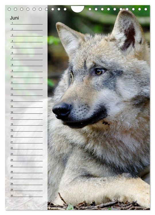 Produktbild: Der Wolf - Isegrim in den heimischen W&auml;ldern - Kalender 2026 (Wandkalender 2026 DIN A4 hoch), CALVENDO Monatskalender