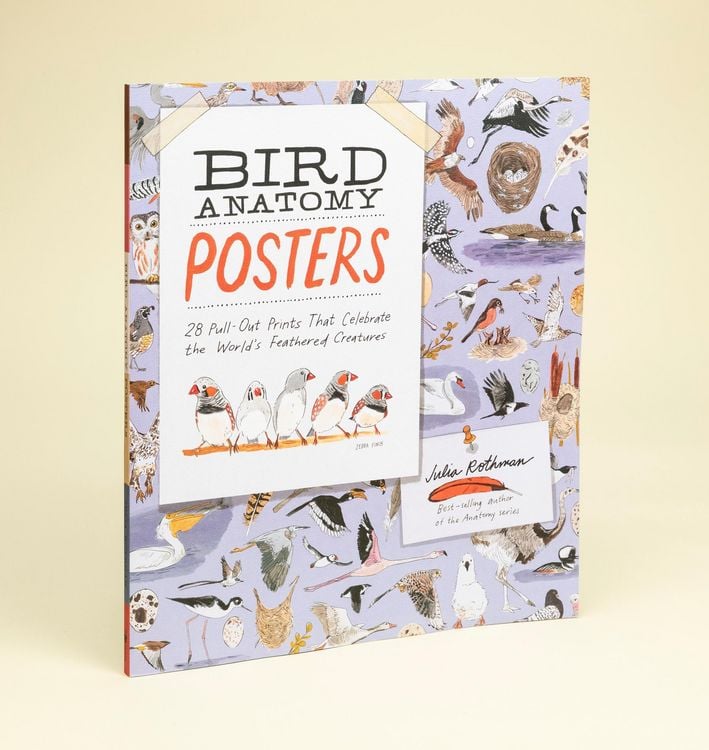 Produktbild: Bird Anatomy Posters
