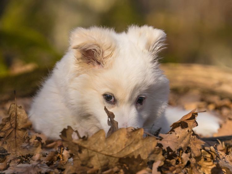 Produktbild: CALVENDO Puzzle Welpe 1 - Islandhund 1000 Teile Lege-Gr&ouml;&szlig;e 64 x 48 cm Foto-Puzzle Bild von Monika Scheurer