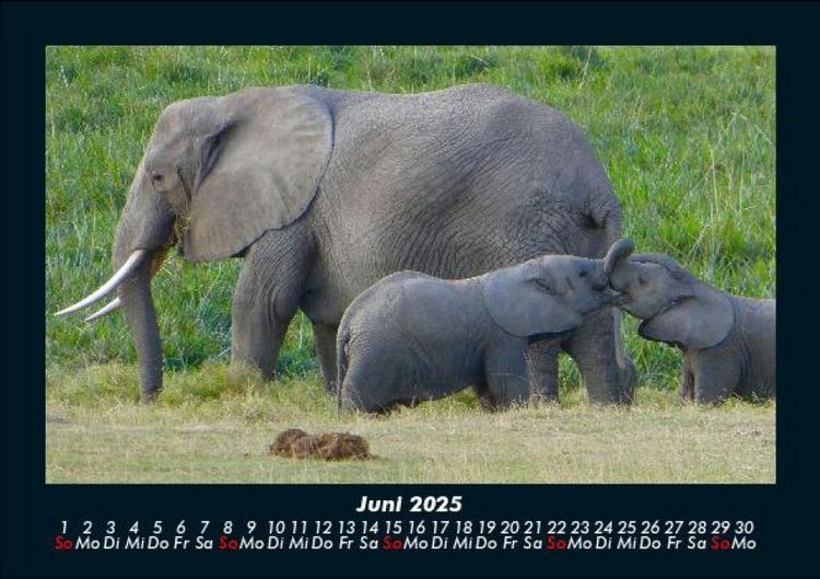 Produktbild: Elefanten - Die sanften Riesen Afrikas 2025 Fotokalender DIN A5