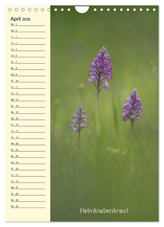 Produktbild: Wildwachsende Orchideen in Bayern (Wandkalender 2026 DIN A4 hoch), CALVENDO Monatskalender