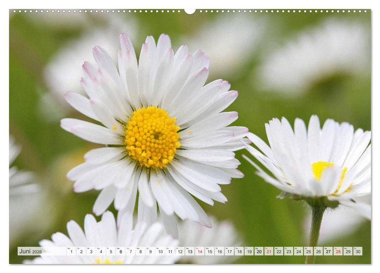 Produktbild: Bl&uuml;tentanz in Wei&szlig; (hochwertiger Premium Wandkalender 2026 DIN A2 quer), Kunstdruck in Hochglanz