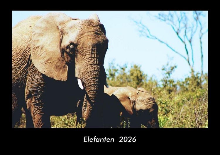 Produktbild: Elefanten 2026 Fotokalender DIN A3