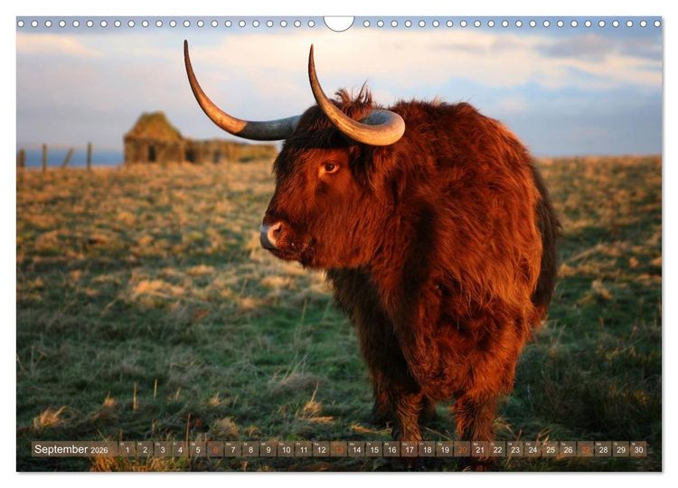 Produktbild: Schottische Hochlandrinder - Highland Cattle im Portrait (Wandkalender 2026 DIN A3 quer), CALVENDO Monatskalender