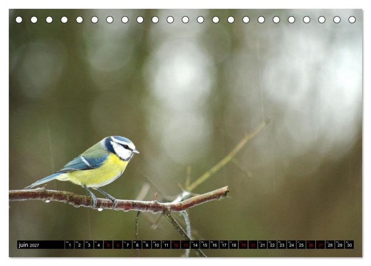Produktbild: M&eacute;sanges bleues (Calendrier de bureau 2027 DIN A5 vertical), CALVENDO calendrier mensuel