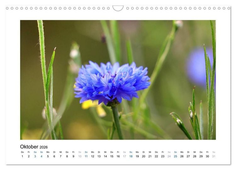 Produktbild: Kornblumen - Blaue Sch&ouml;nheiten (Wandkalender 2026 DIN A3 quer), CALVENDO Monatskalender