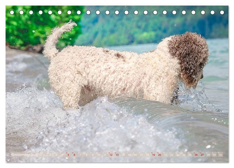 Produktbild: Lagotto Romagnolo - Wasserspiele (Tischkalender 2026 DIN A5 quer), CALVENDO Monatskalender