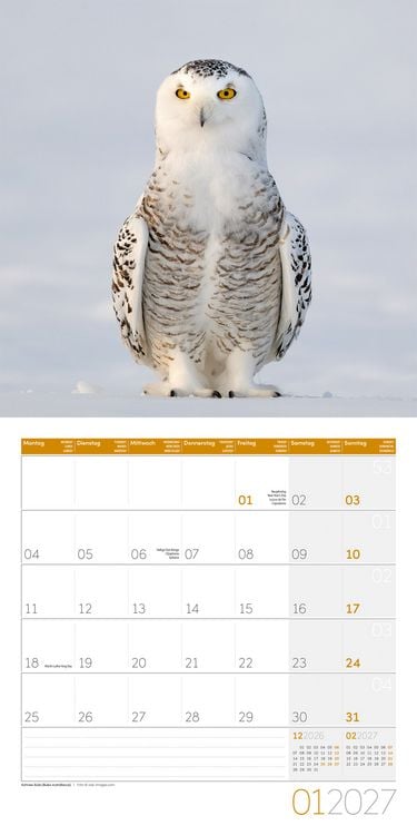 Produktbild: Eulen Kalender 2027 - 30x30 - Art12