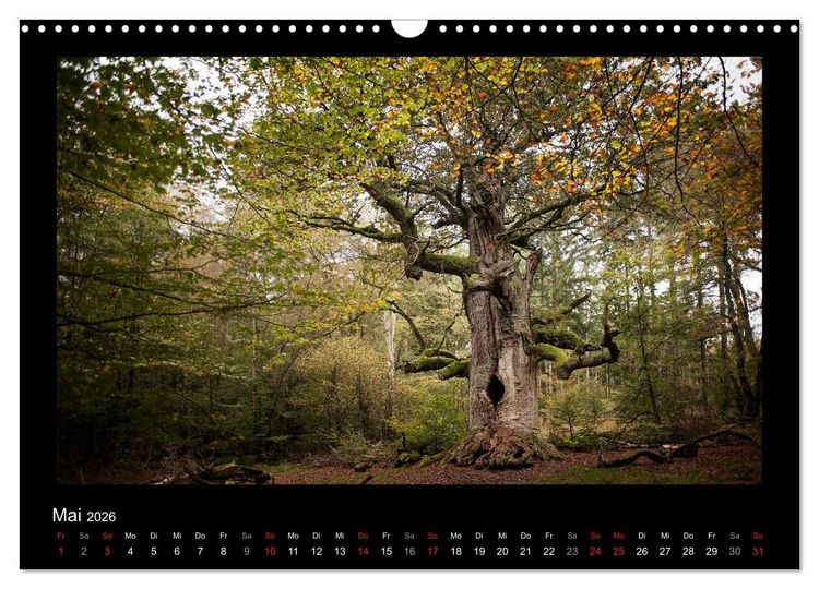 Produktbild: M&auml;rchenhafter Reinhardswald und Urwald Sababurg (Wandkalender 2026 DIN A3 quer), CALVENDO Monatskalender