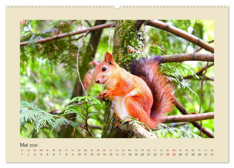 Produktbild: Tiere im Wald. Bezaubernde Begegnungen (hochwertiger Premium Wandkalender 2026 DIN A2 quer), Kunstdruck in Hochglanz